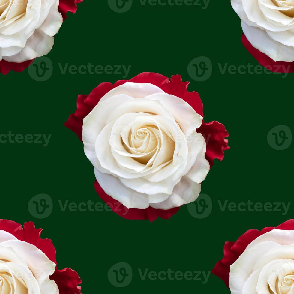 Beautiful white rose flowers. Blooming roses seamless pattern. Floral natural background. photo