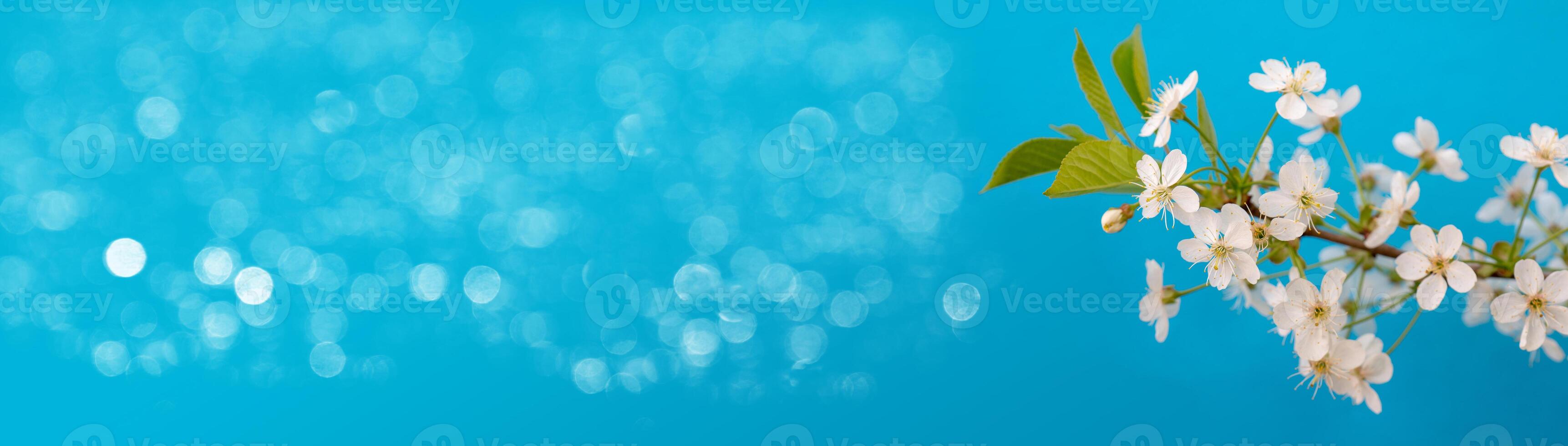 Blooming cherry tree branch in a festive spring garden on a blue background. photo