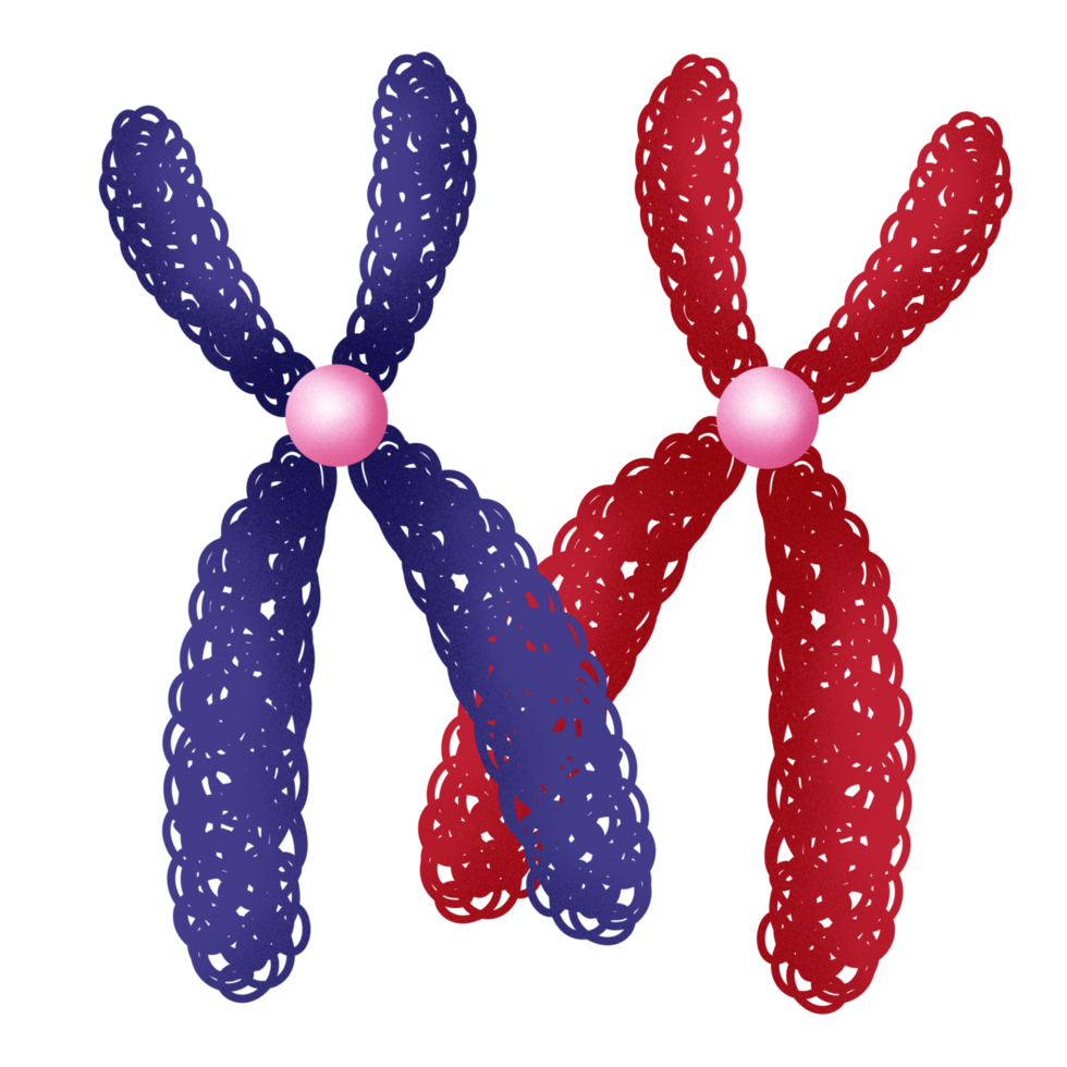 Crossing over genetic variation illustration by hand drawn. png