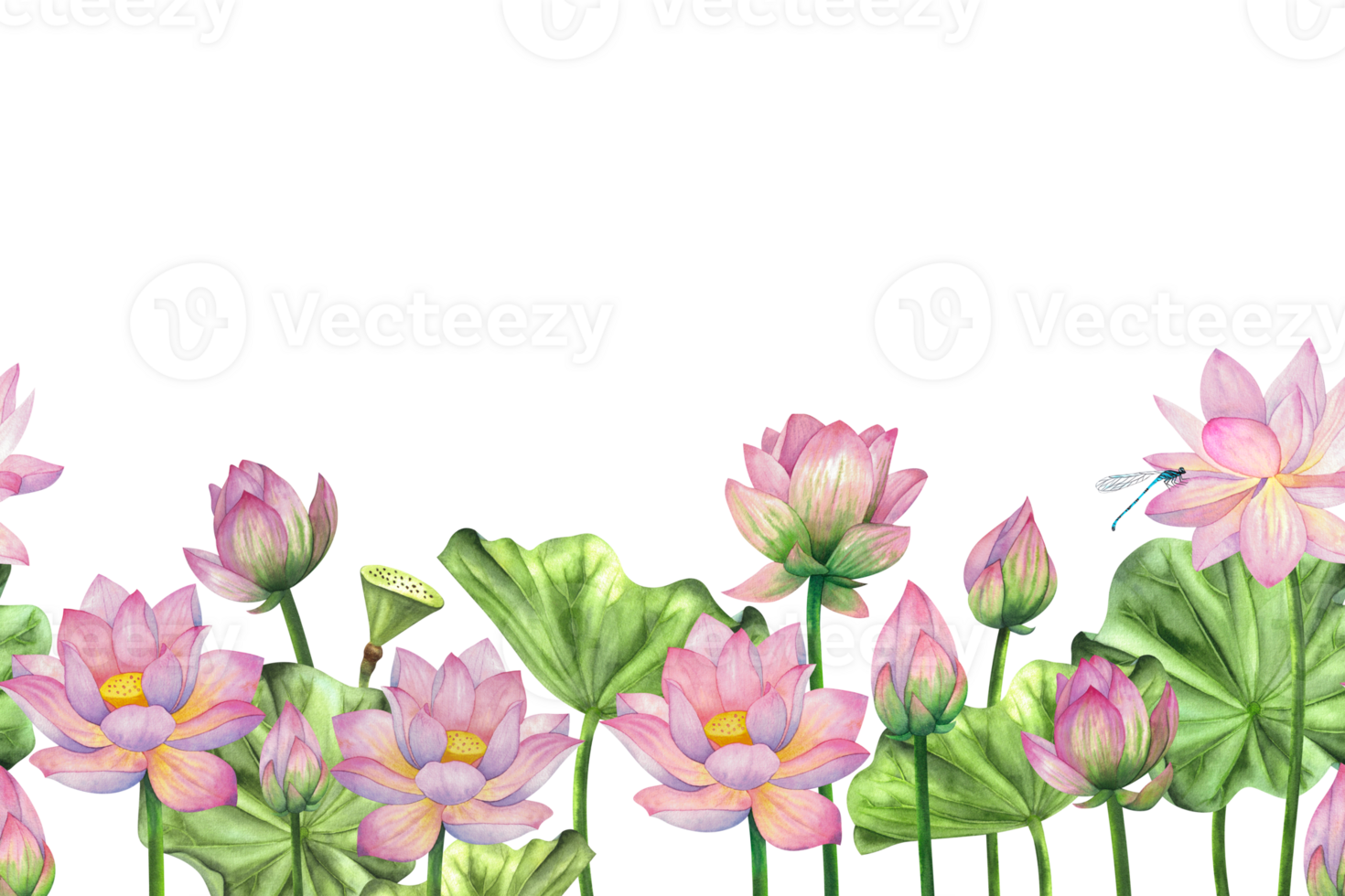 Pink lotus flowers, buds and leaves. Watercolor painted seamless composition, banner, pattern. For design, decoration of invitations, websites, printing, textiles png