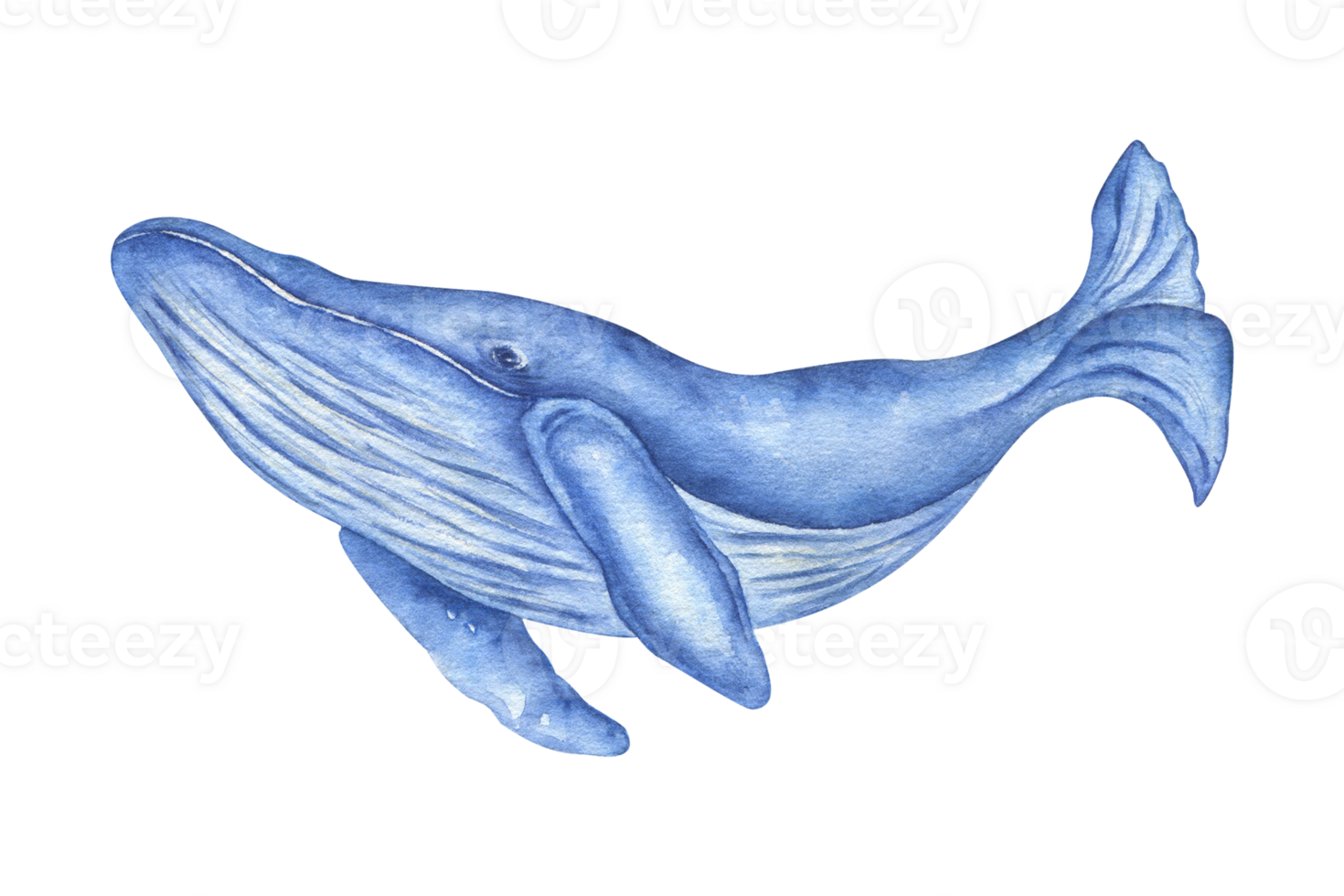 Watercolor illustration of a large humpback whale for World Whale Day, ocean rescue, ecology. Realistic illustration highlighted on a white background. png