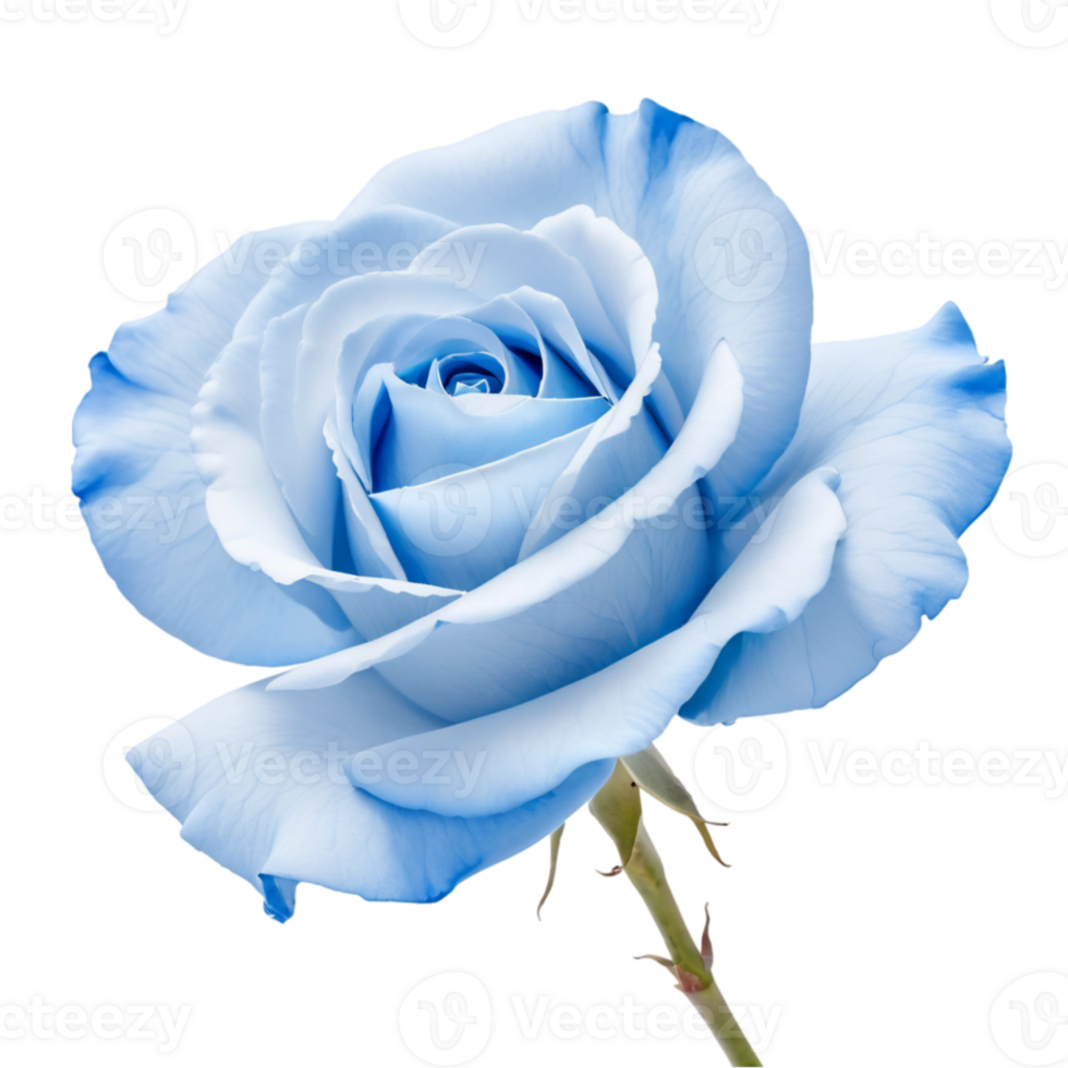 Elegant Blue Rose on Transparent Background png