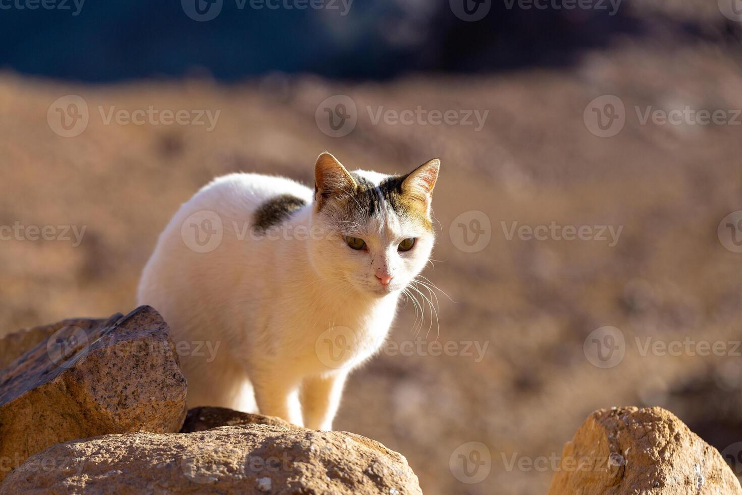 The cat walks along the trail against the backdrop of the mountain. photo