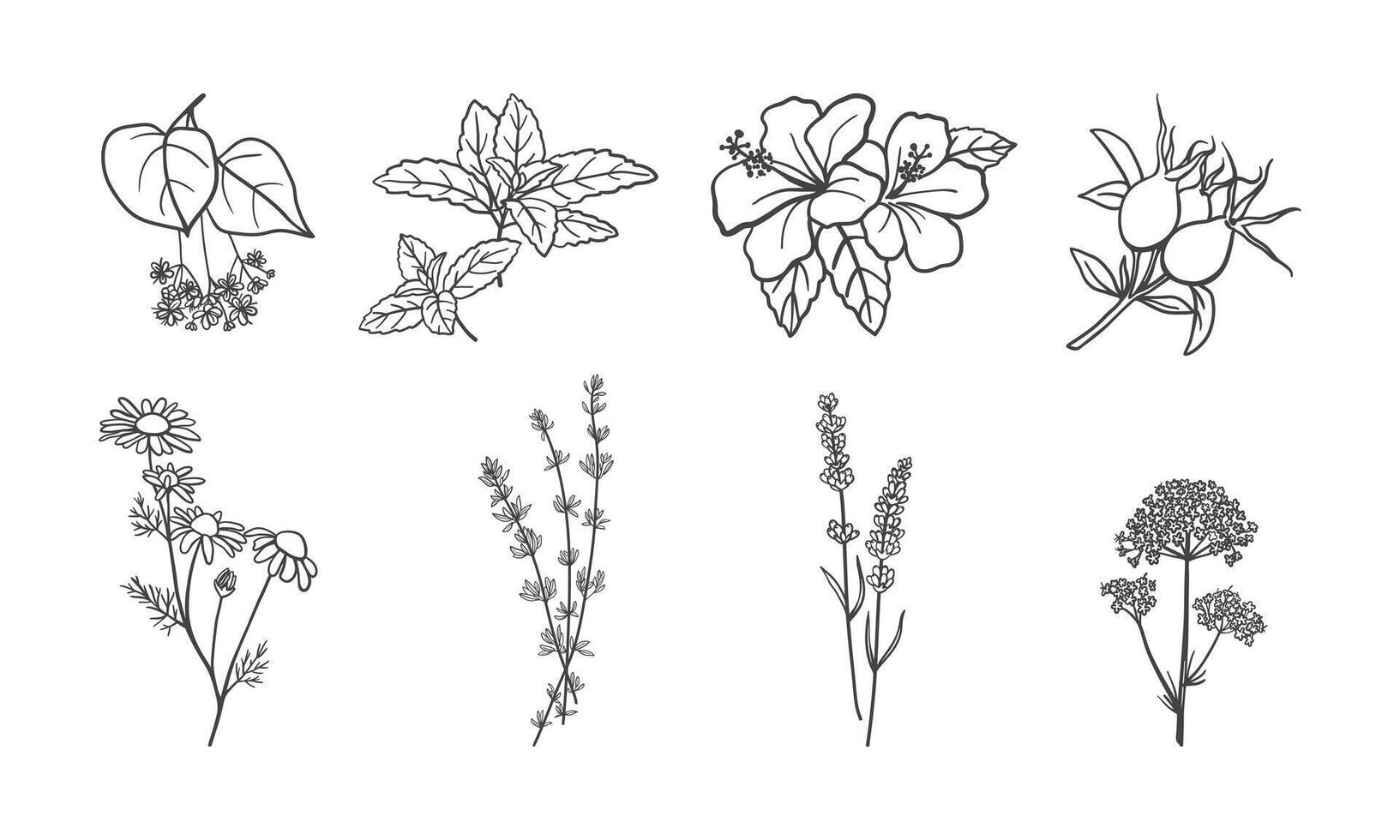 Hand drawn tea herbs collection. Set of herbal tea design elements. Outline drawings of mint, chamomile, rosehip, hibiscus, lavender, thyme, linden and valerian vector