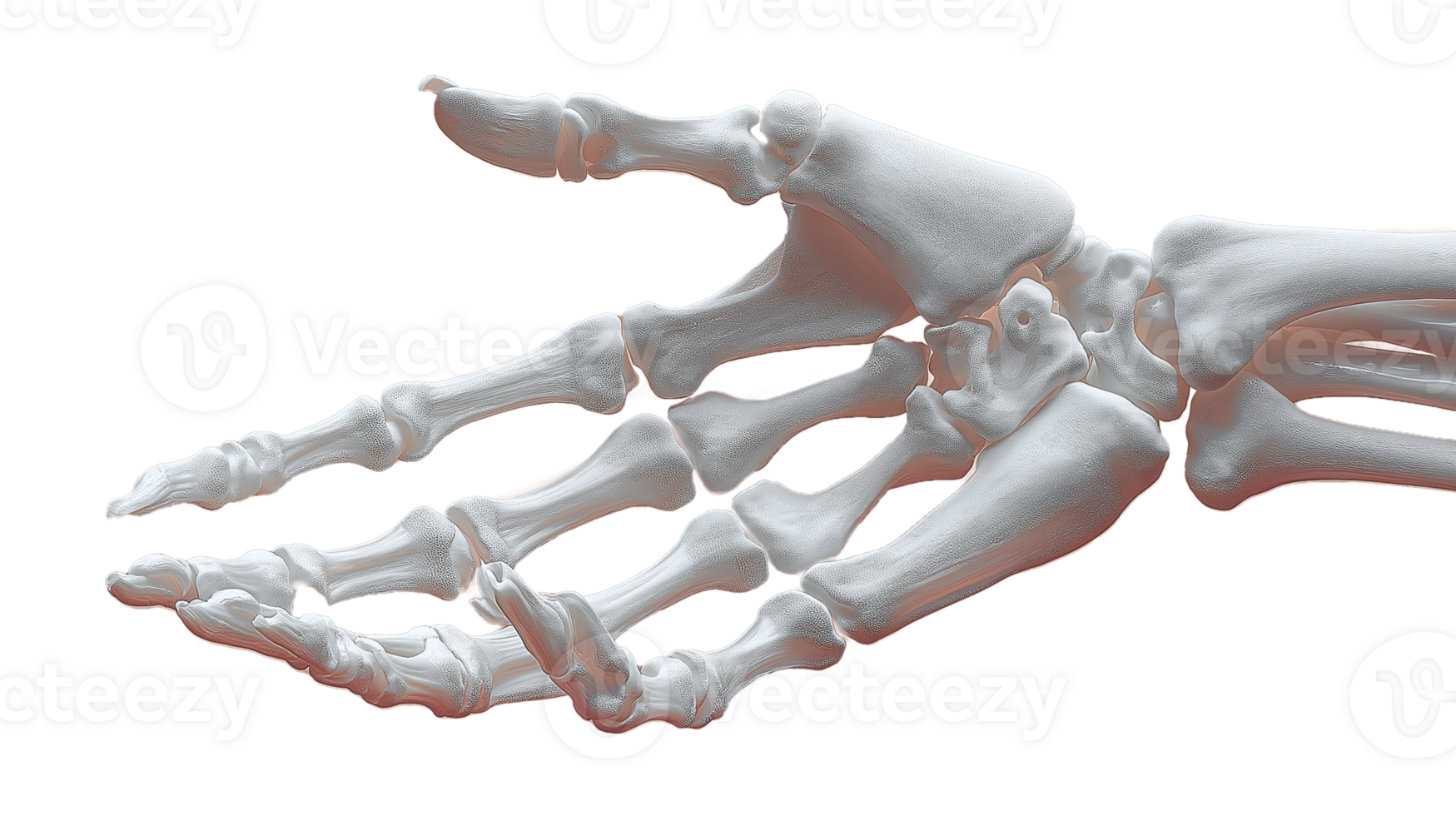 White Skeletal Hand in a Welcoming Gesture on Transparent Background png