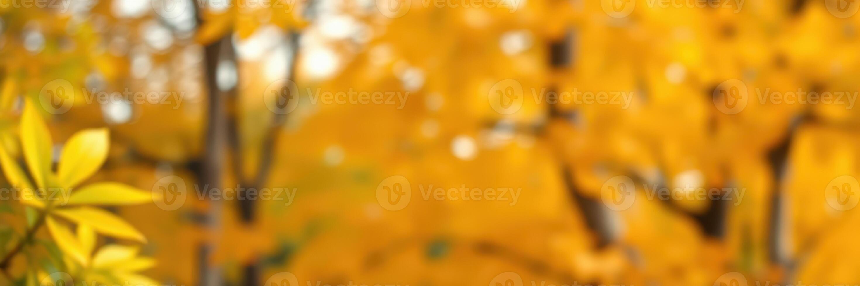 Vibrant autumn leaves create a warm and inviting atmosphere in a secluded forest area during mid-morning photo
