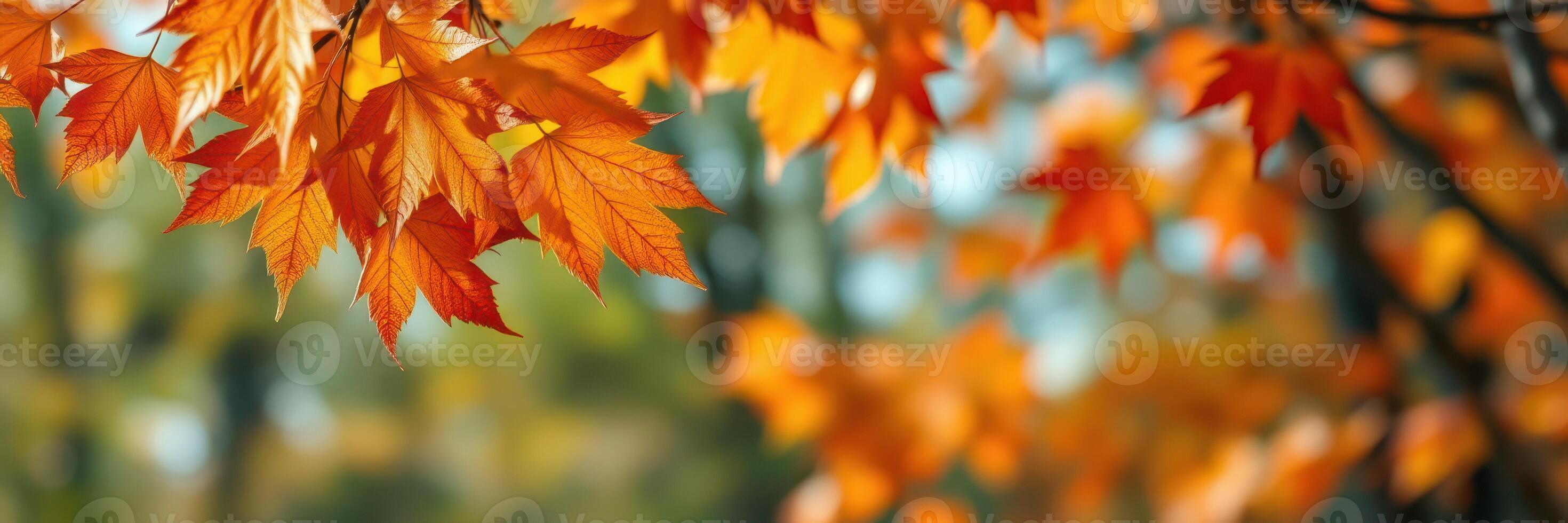 Vibrant orange leaves adorn trees in a serene autumn forest during a sunny day photo