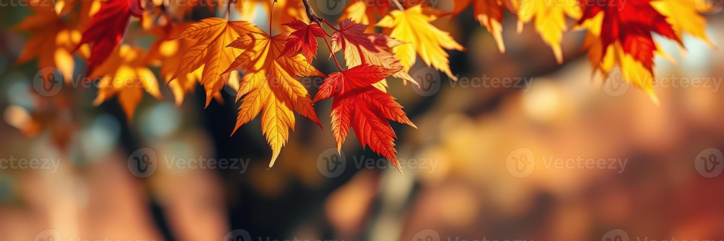 Vibrant autumn leaves display shades of red and orange in a serene outdoor setting during fall photo