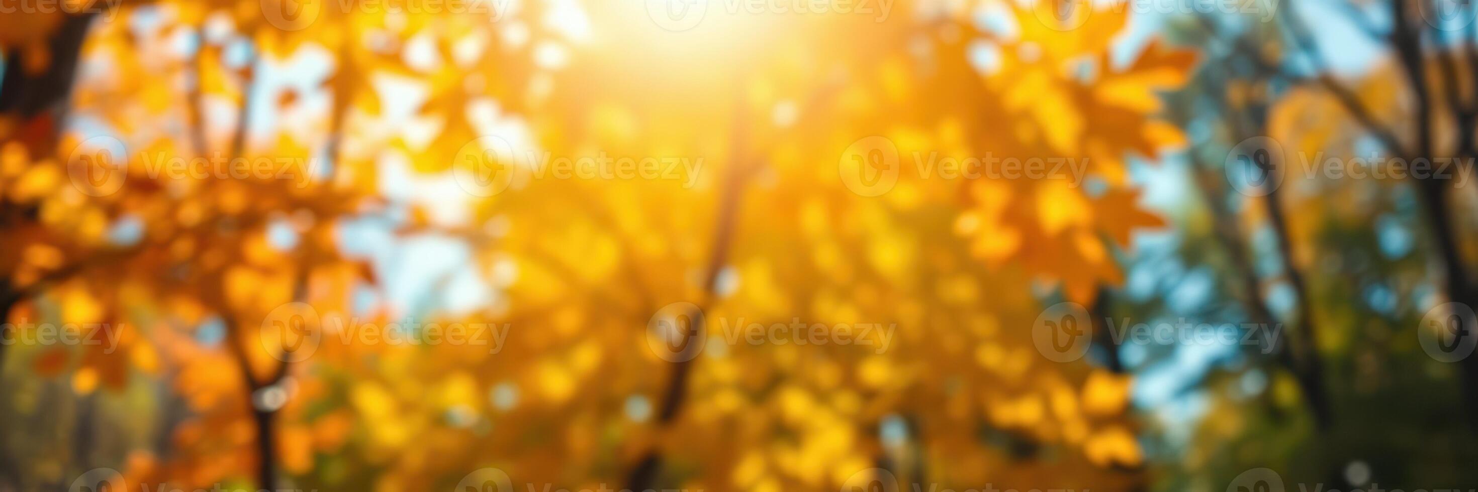 Golden autumn leaves glimmer under the warm sunlight in a tranquil forest photo