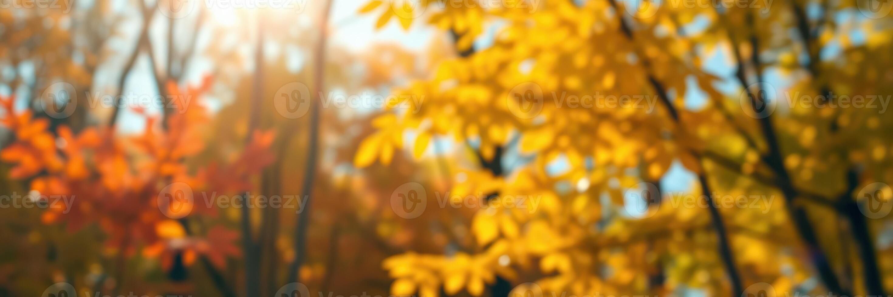 Autumn foliage displays vibrant colors under sunlight in a serene forest setting in October photo