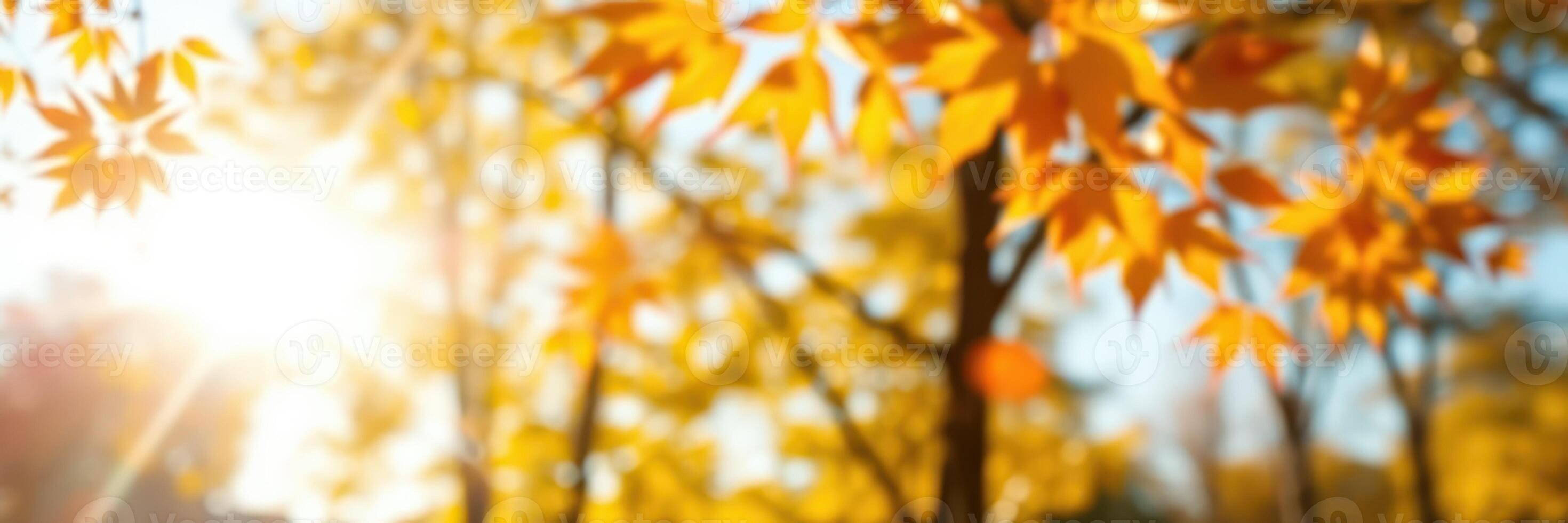 Warm sunlight filters through vibrant autumn leaves in a serene park setting during the early morning hours photo