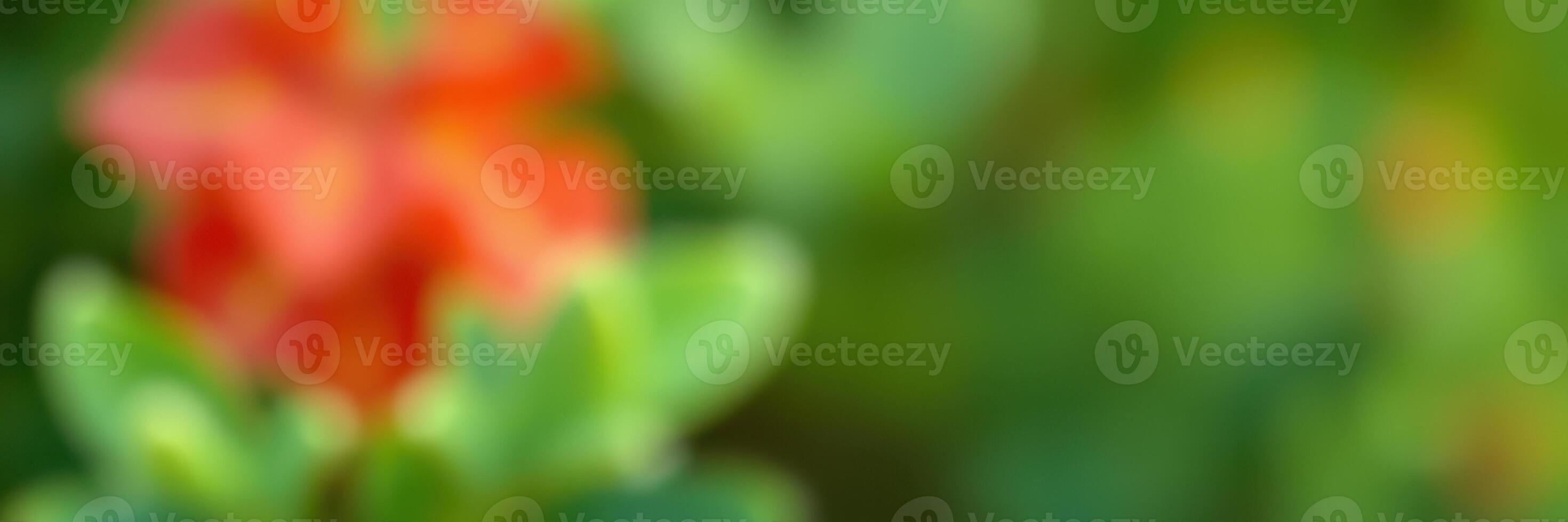 Close-up of vibrant orange flower against a soft green background during sunny day photo