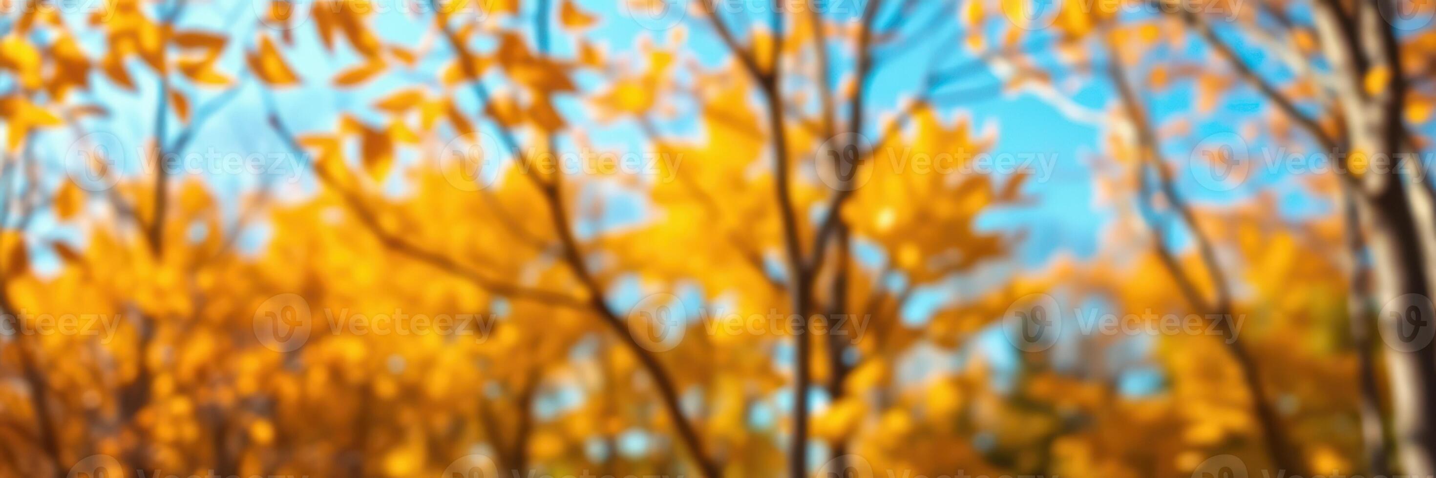 Autumn foliage captures bright yellow leaves against a clear blue sky in a tranquil forest setting photo