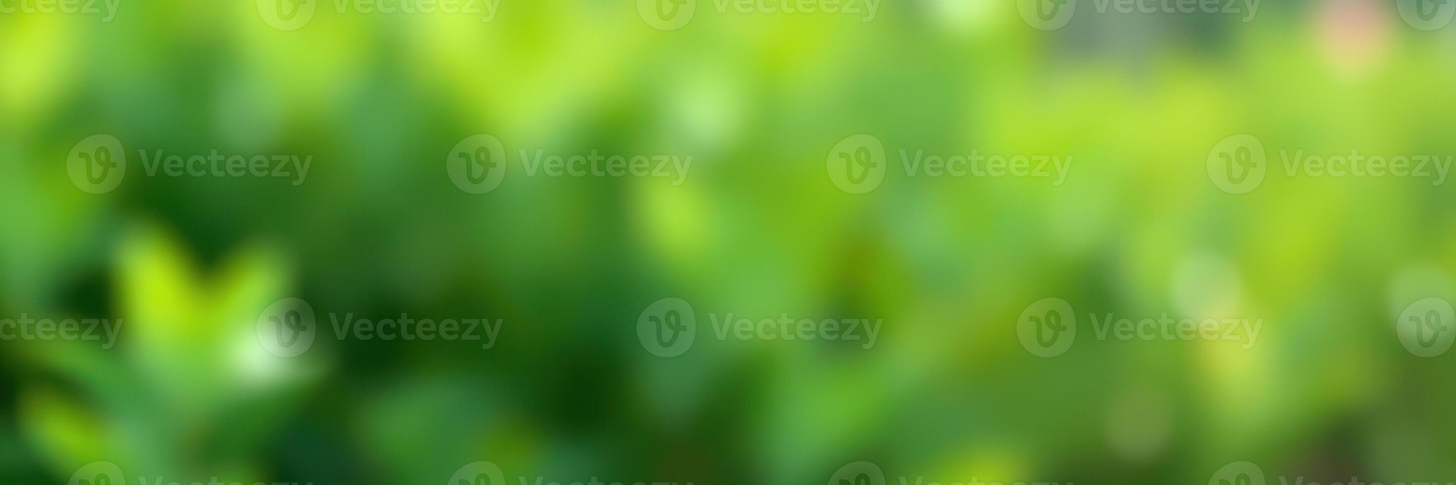 Lush green foliage creating a serene backdrop in a garden during a sunny afternoon photo