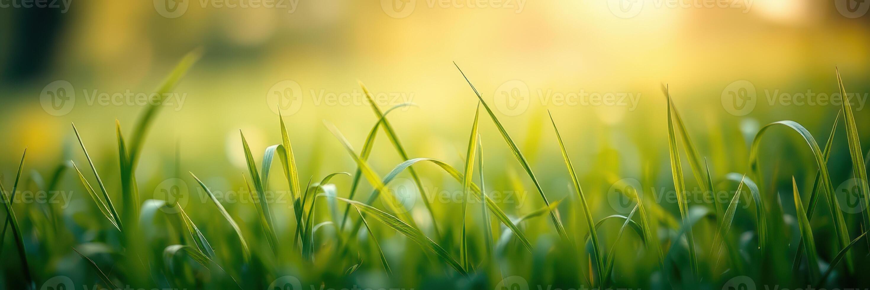 Lush green grass swaying gently in the warm sunlight during a peaceful afternoon photo