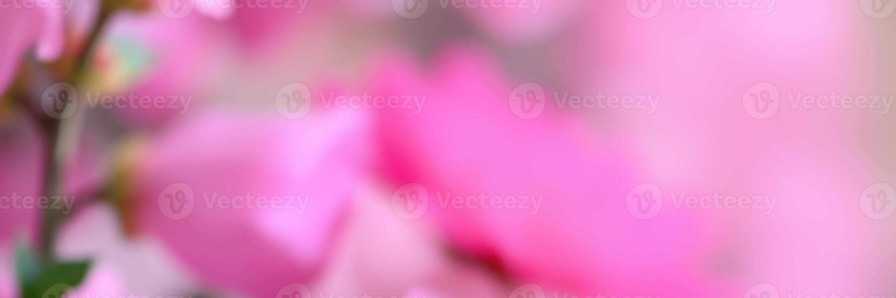 Vibrant pink blossoms bloom in a serene garden during a sunny spring day in a tranquil setting filled with nature's beauty photo