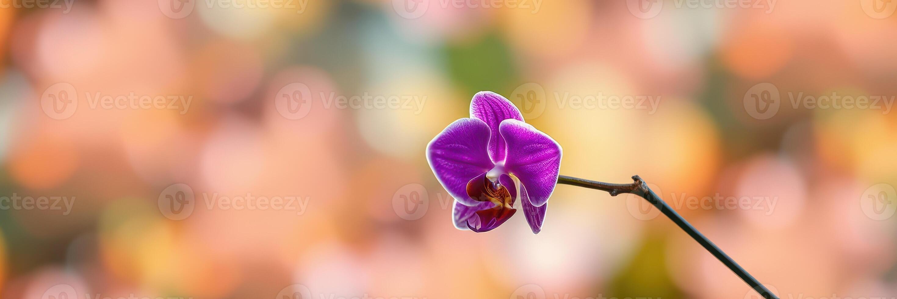 Beautiful purple orchid blooms striking against a softly blurred background during a sunny day in a garden photo