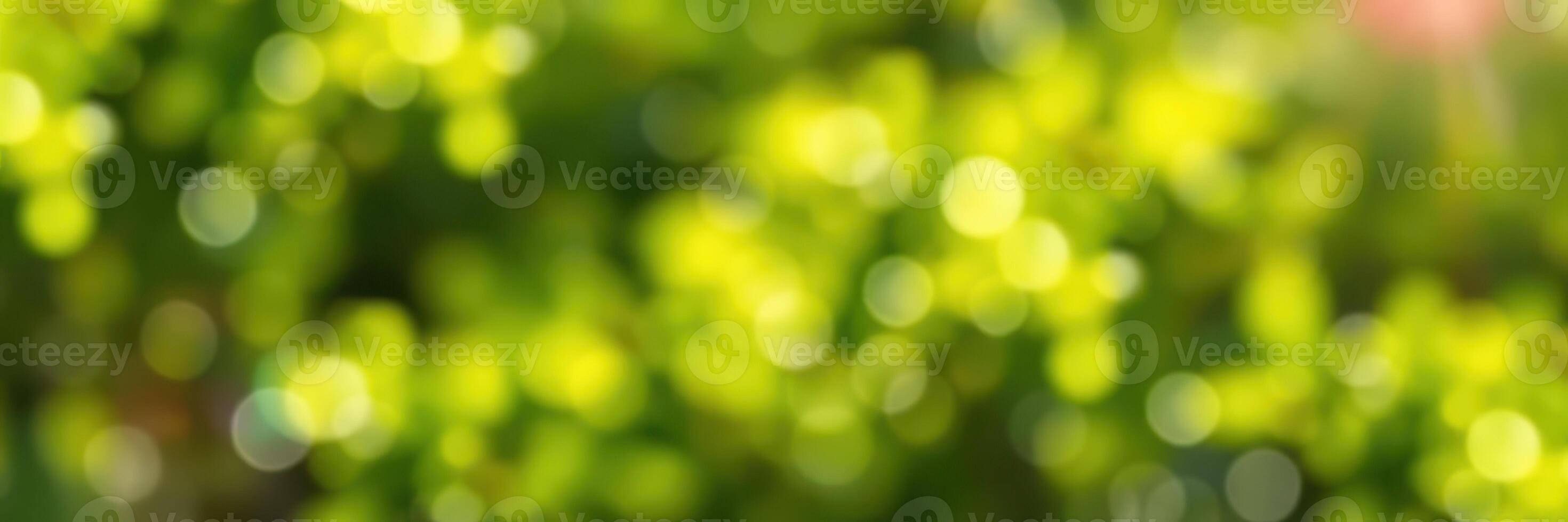 Soft green bokeh background created by sunlight filtering through leaves in springtime photo