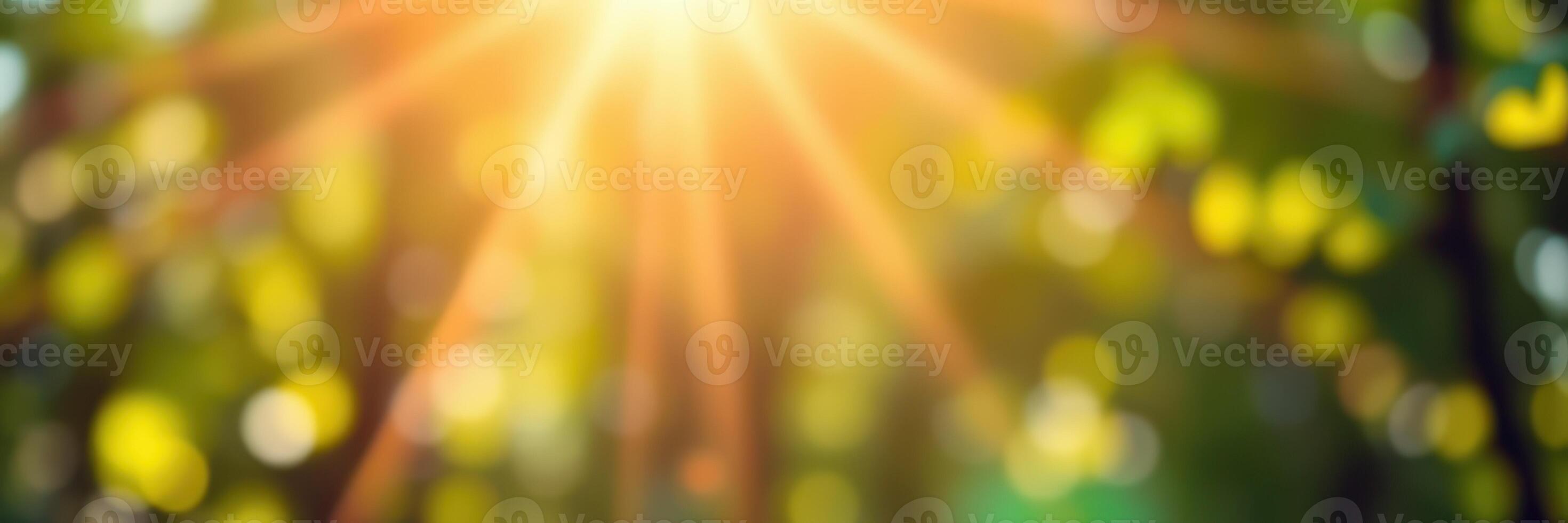 Sunlight filters through trees in a vibrant forest during a warm afternoon photo