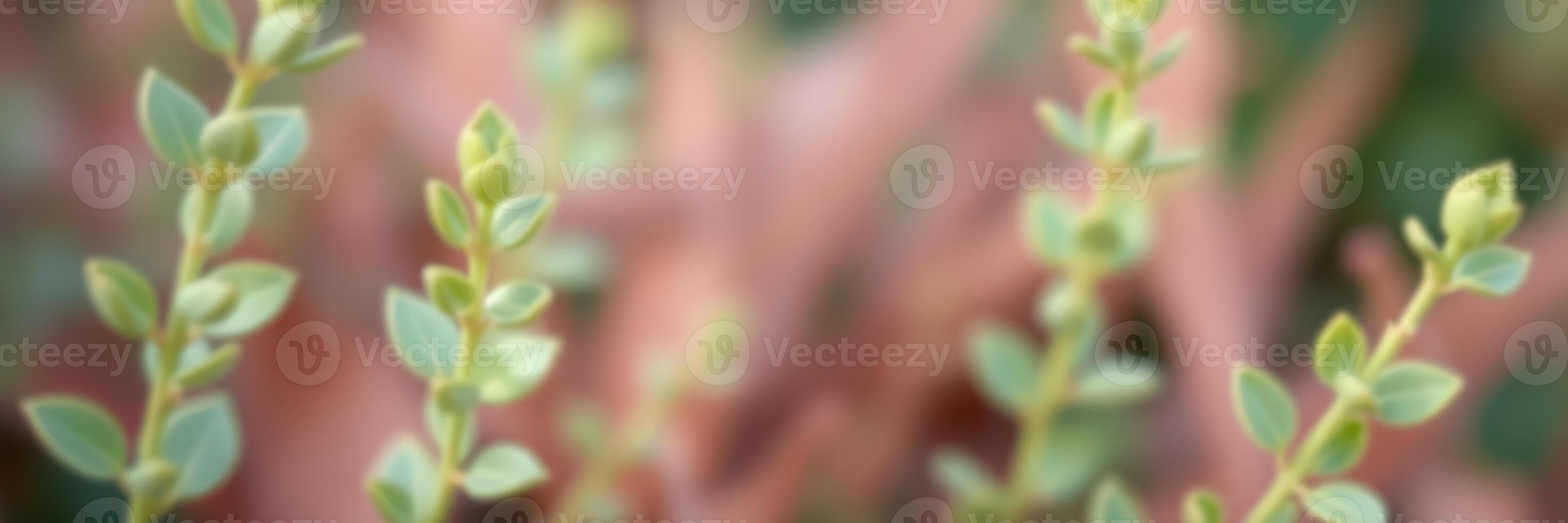 Close-up of vibrant green leaves growing amidst soft pink foliage in a serene garden setting during daylight hours photo