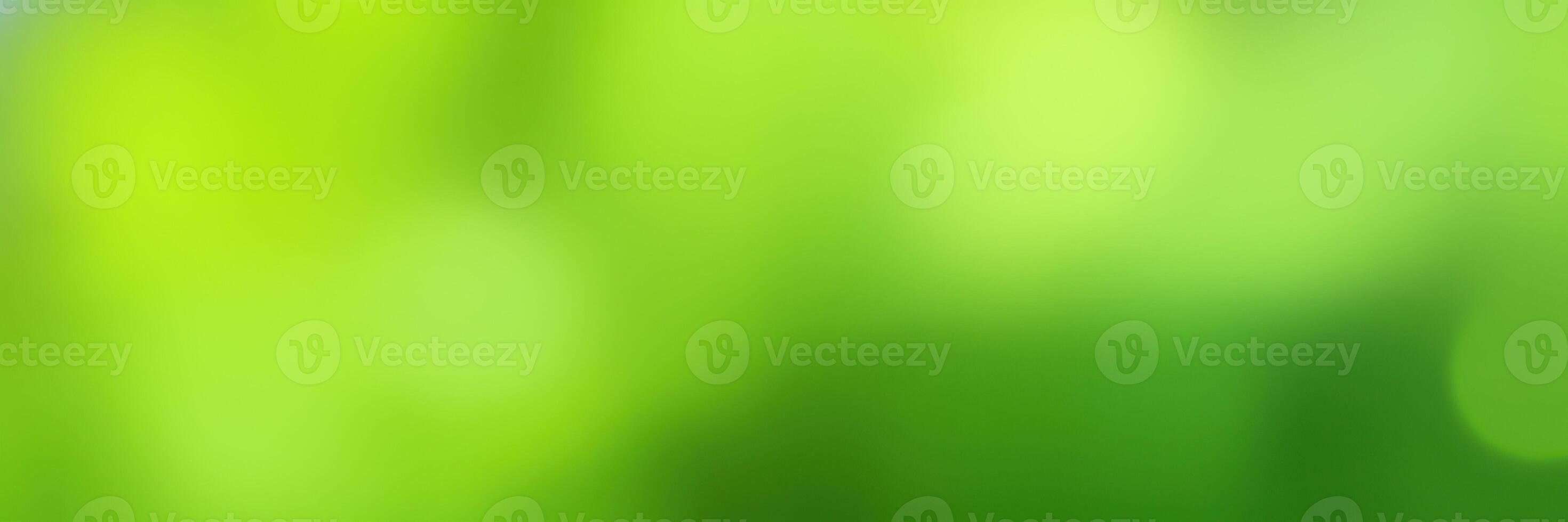 Vibrant green foliage illuminated by soft sunlight creating a serene natural atmosphere in a lush forest setting photo