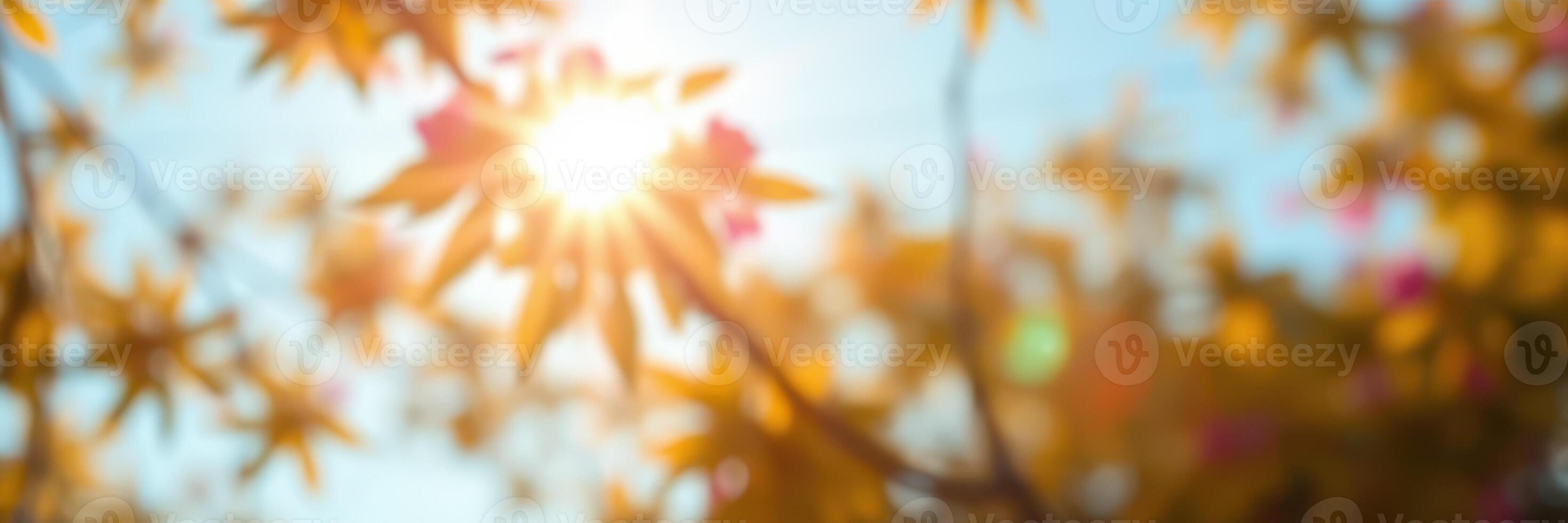 Sunlight filters through autumn leaves, creating a warm and serene atmosphere in a colorful landscape photo