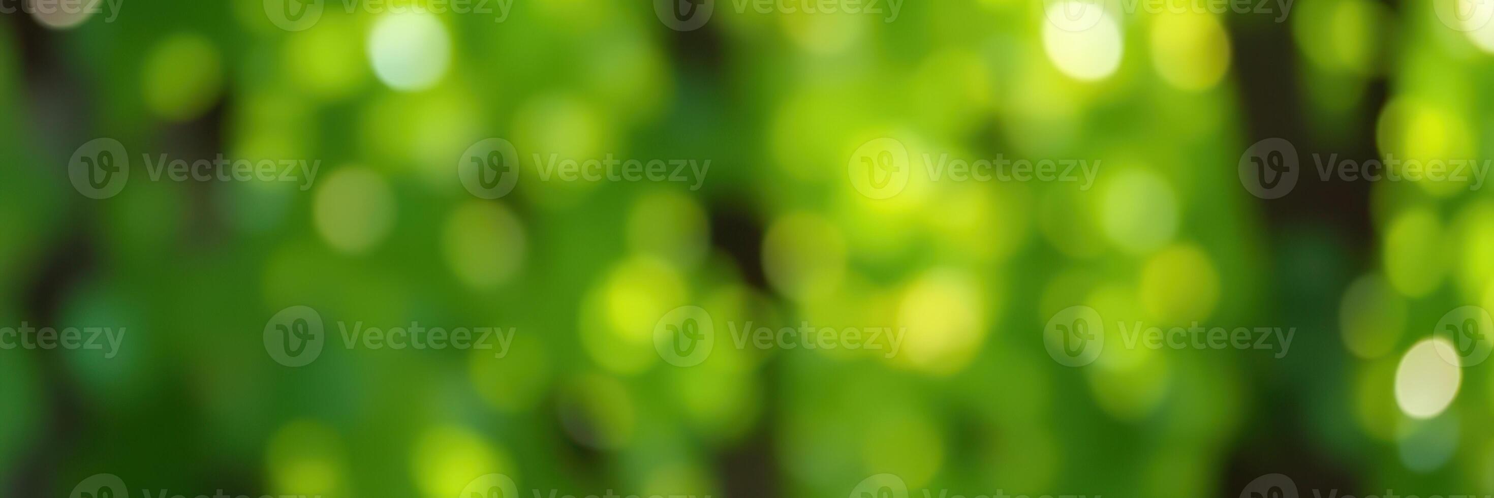Light filters through lush green leaves creating a serene natural atmosphere in the forest photo