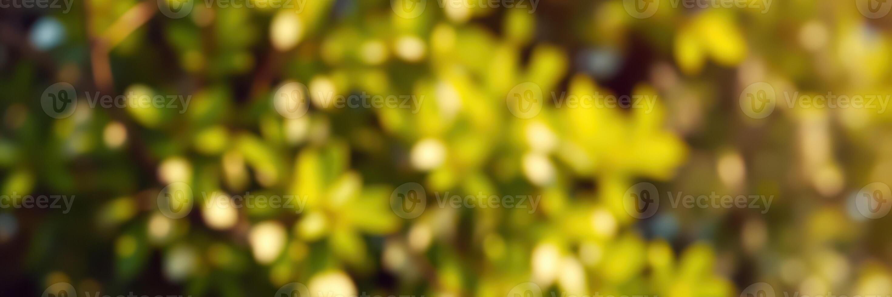 Sunlight filters through lush green leaves in a tranquil garden setting during the golden hour photo