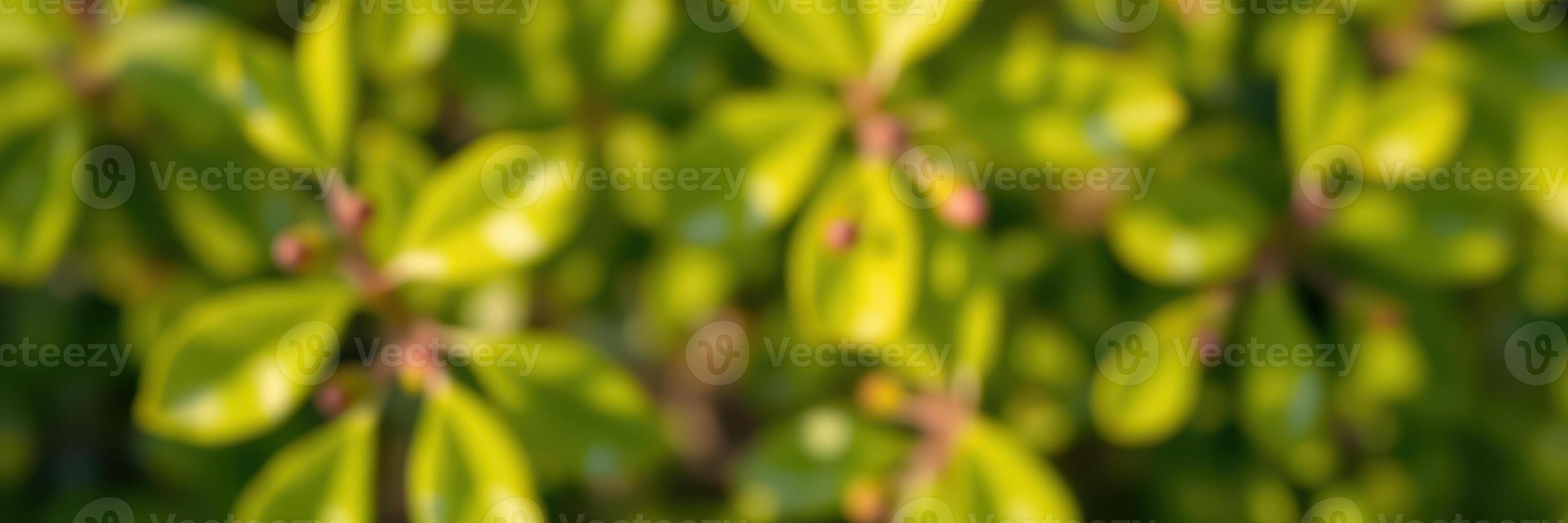Lush green foliage captured in natural sunlight creating a vibrant atmosphere in a serene garden setting photo