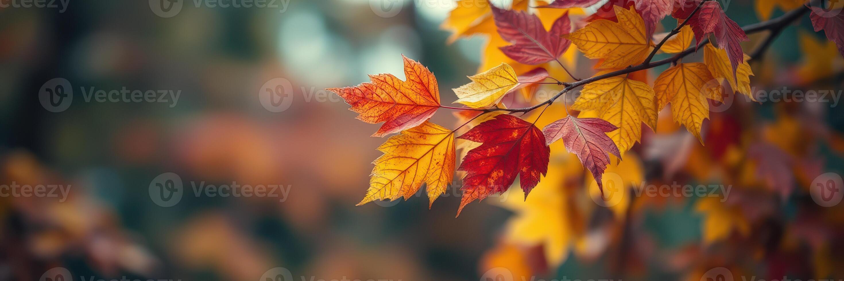 Vibrant autumn leaves display shades of orange, red, and yellow in a serene natural setting during fall season photo