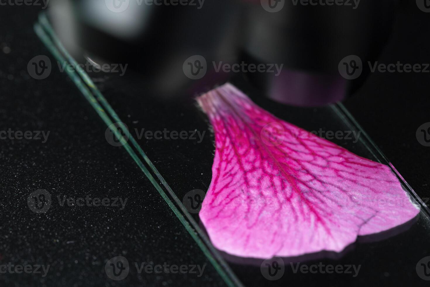 Pink flower leaf on a glass slide on a microscope photo