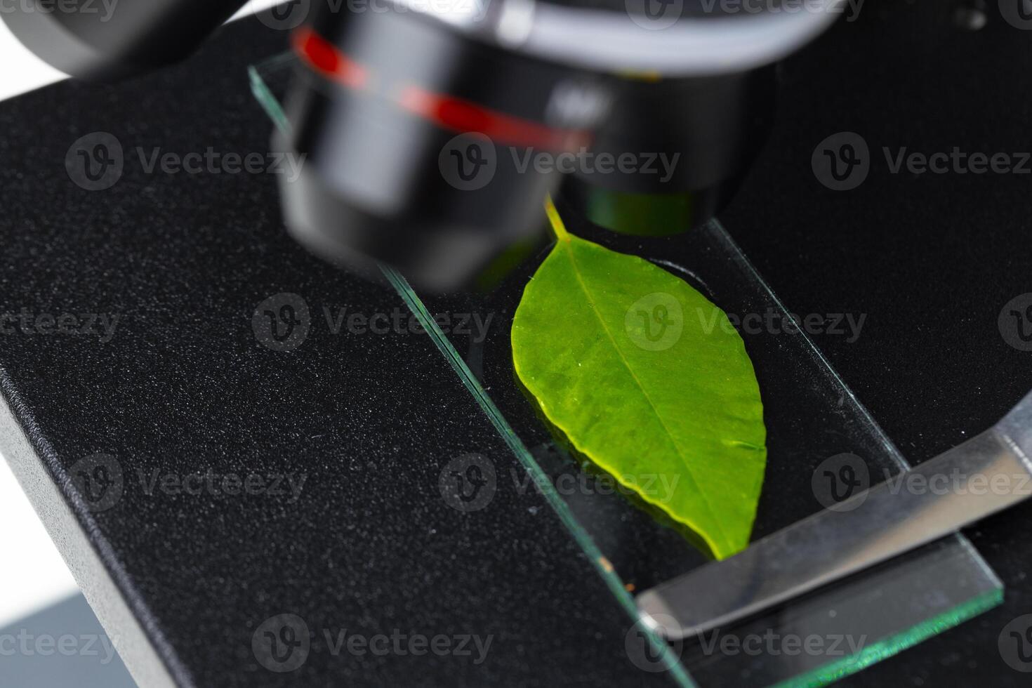 Close up of a plant leaf on a glass slide in a microscope. Biotechnology concept photo