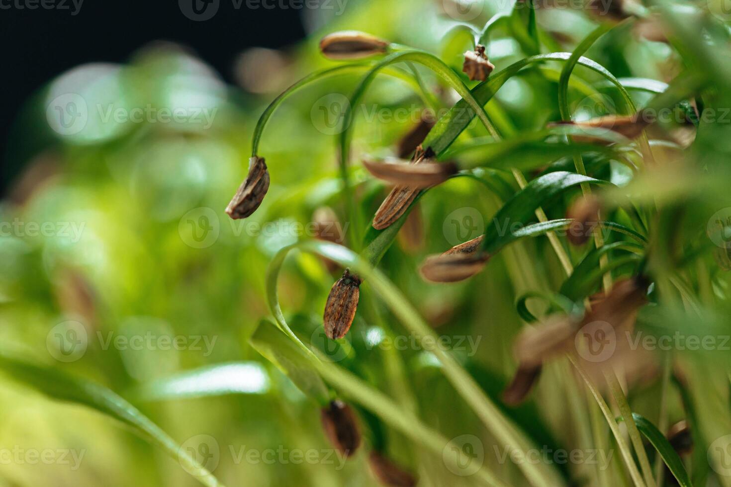 Young green sprouts of micro green close up photo