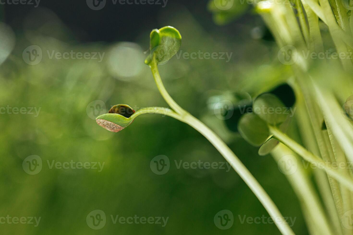 Young green sprouts of micro green close up photo