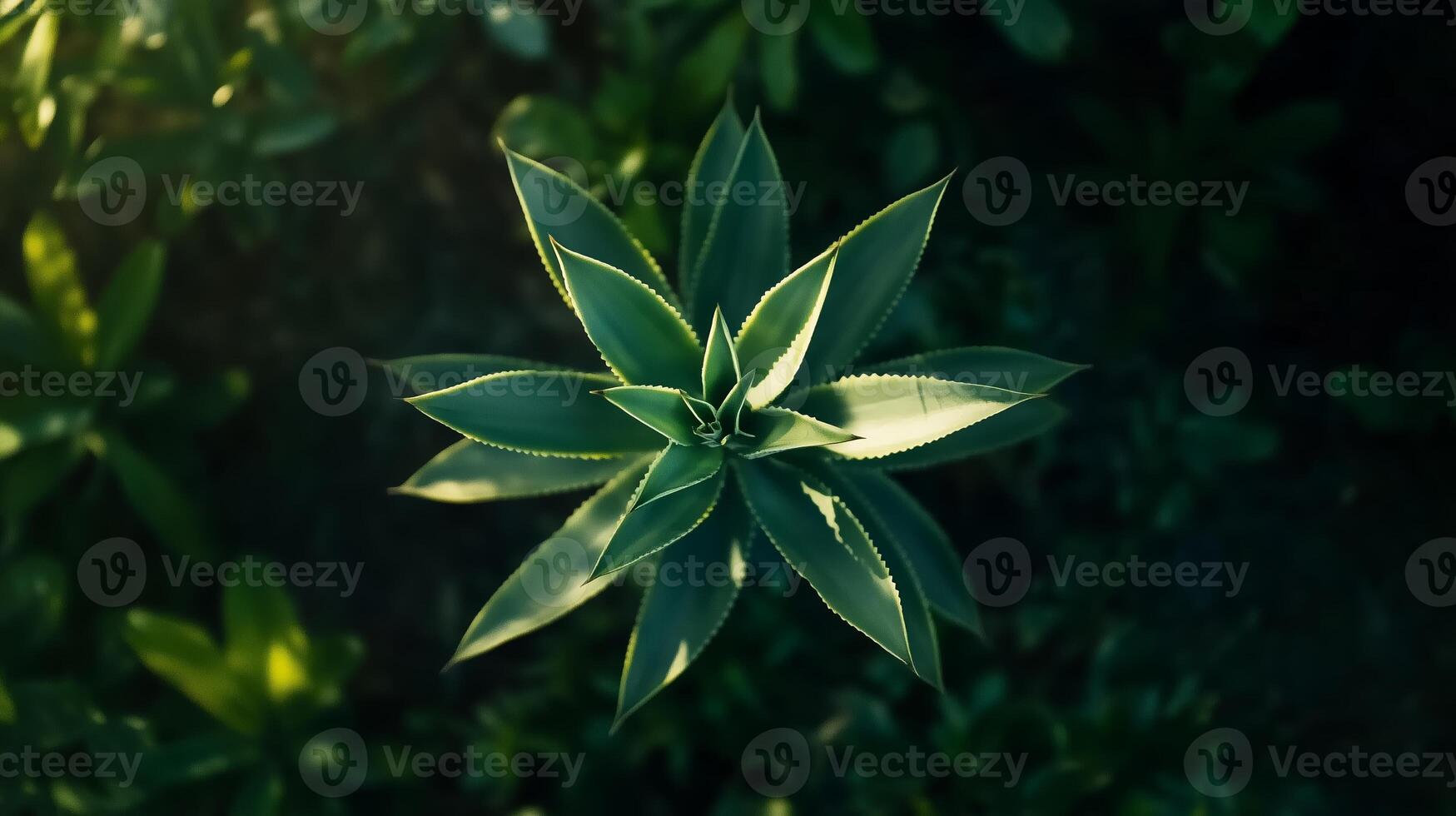 Close-up view of vibrant green succulent plant under natural light in a garden setting during daytime photo