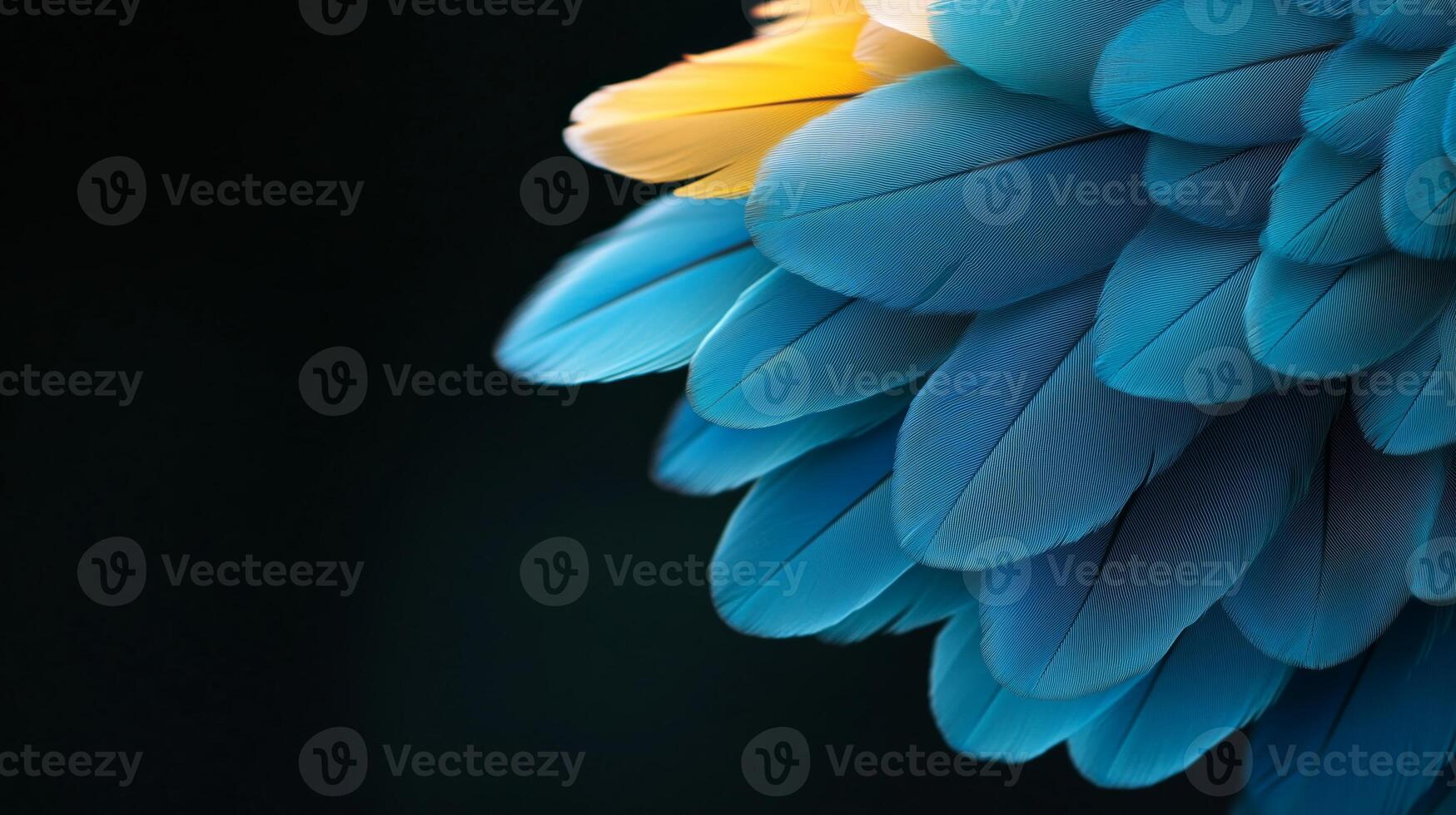 Vibrant blue and yellow feathers display intricate details against a contrasting dark background photo
