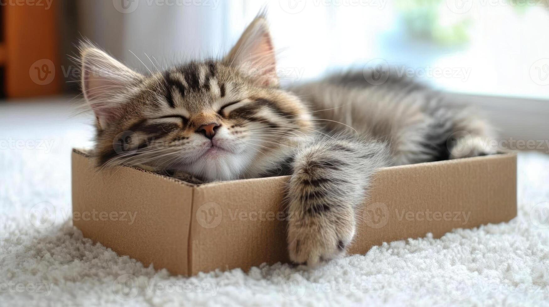 A fluffy kitten peacefully rests inside a small cardboard box, enjoying a sunny spot by the window photo