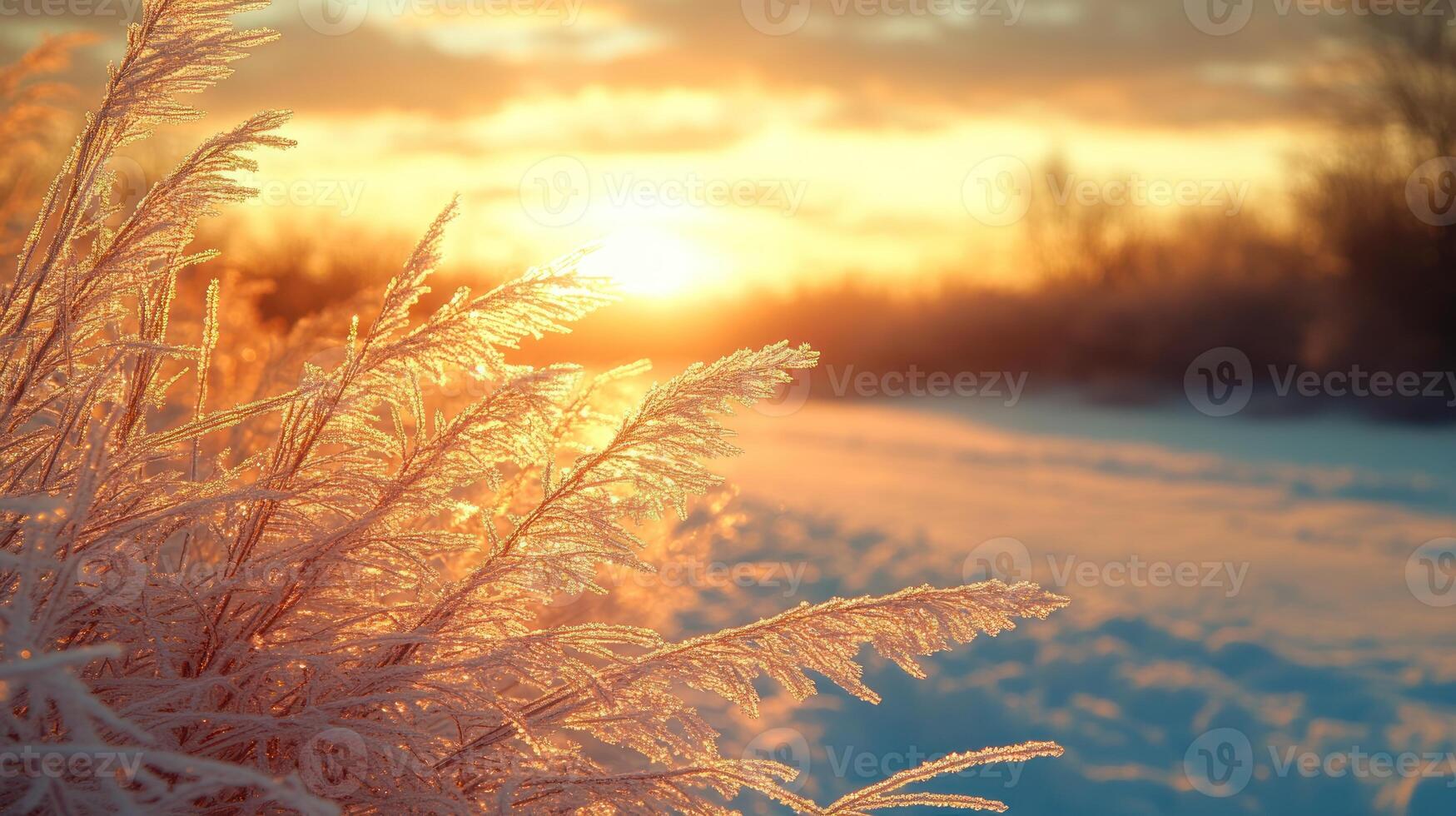 Frosty grass reflects warm light from the setting sun on a cold winter evening photo