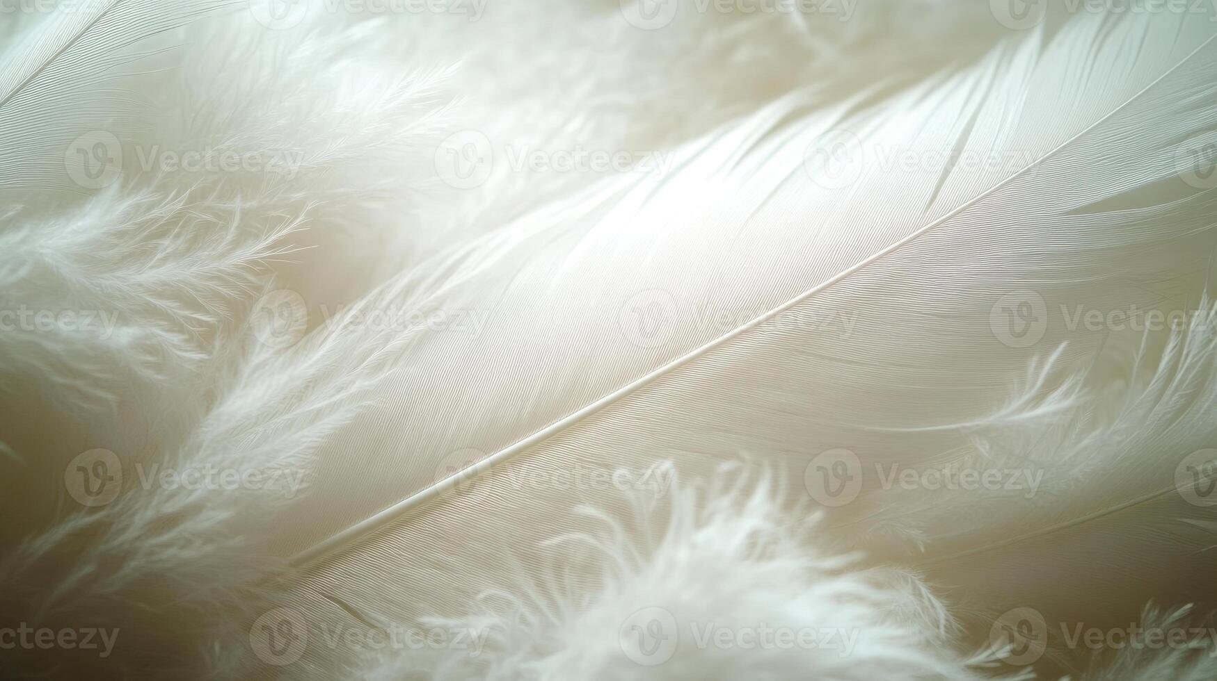 Delicate white feathers lay side by side, their soft textures catching the light in a calming display photo