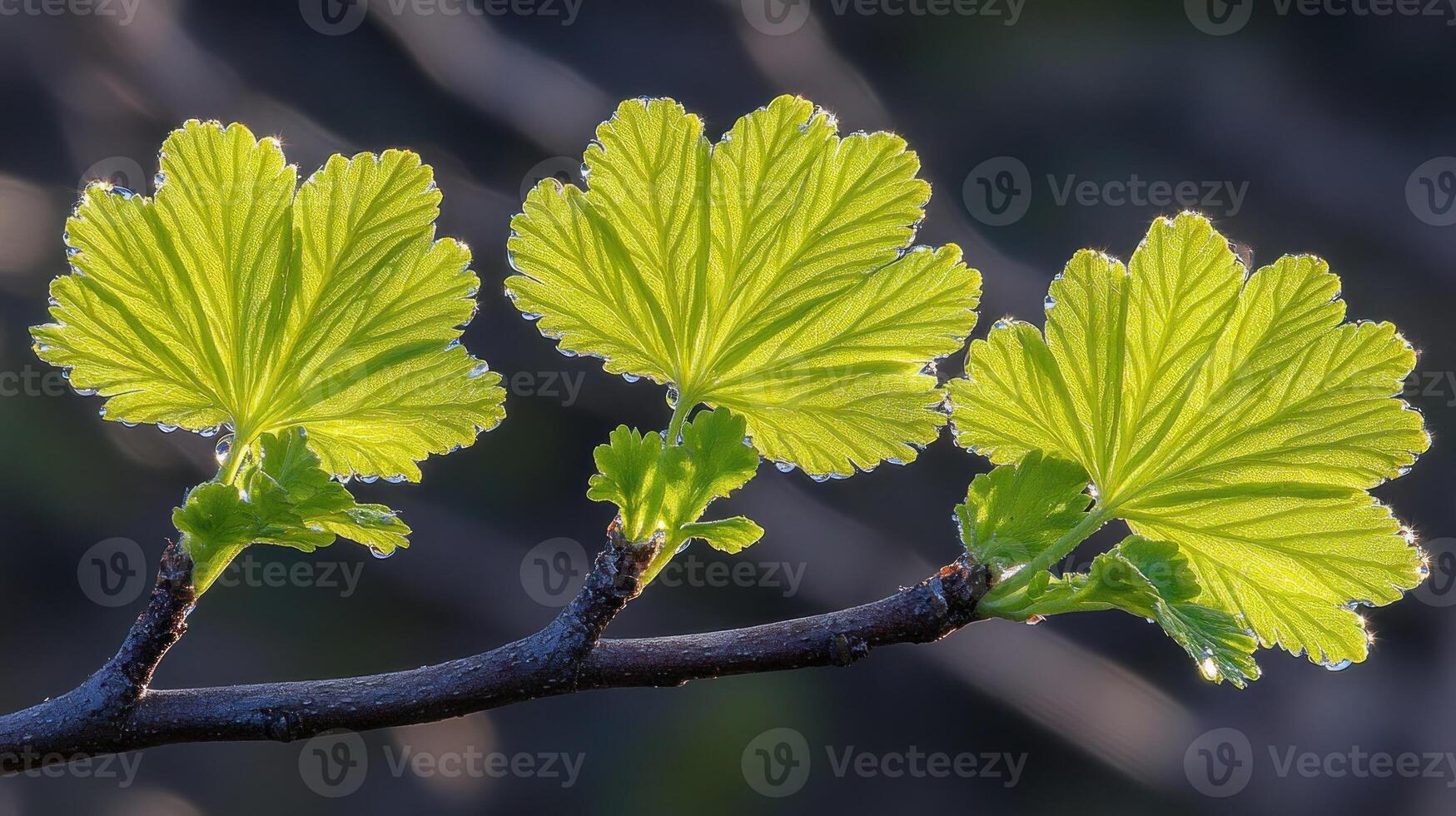 Bright green leaves grow on a slender branch in the warm light of spring, highlighting natures renewal photo