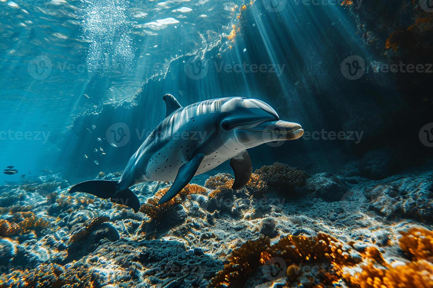 A dolphin swimming in the ocean with sunlight shining through the water photo