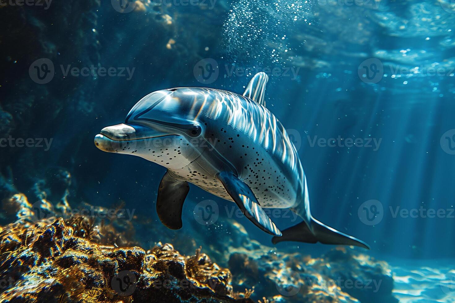 A dolphin swimming in the ocean photo