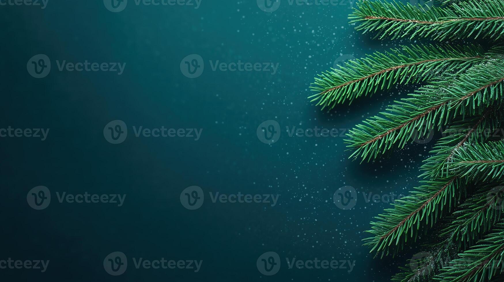 Christmas tree branches on a dark background photo