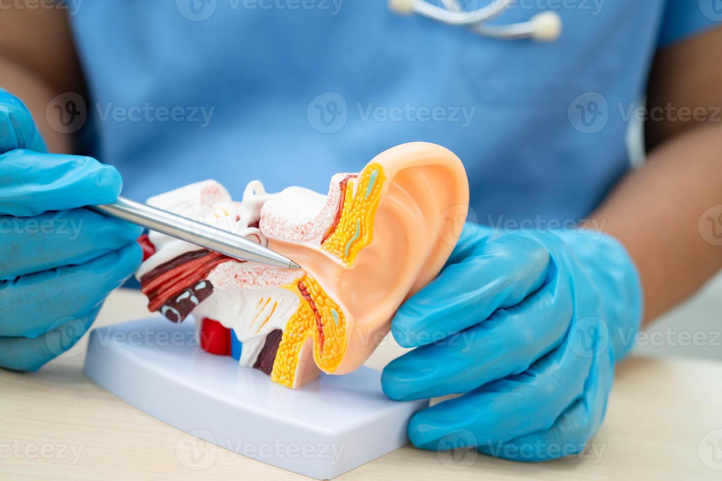 Asian doctor holding human ear model to learn and treat hearing loss in patient. photo