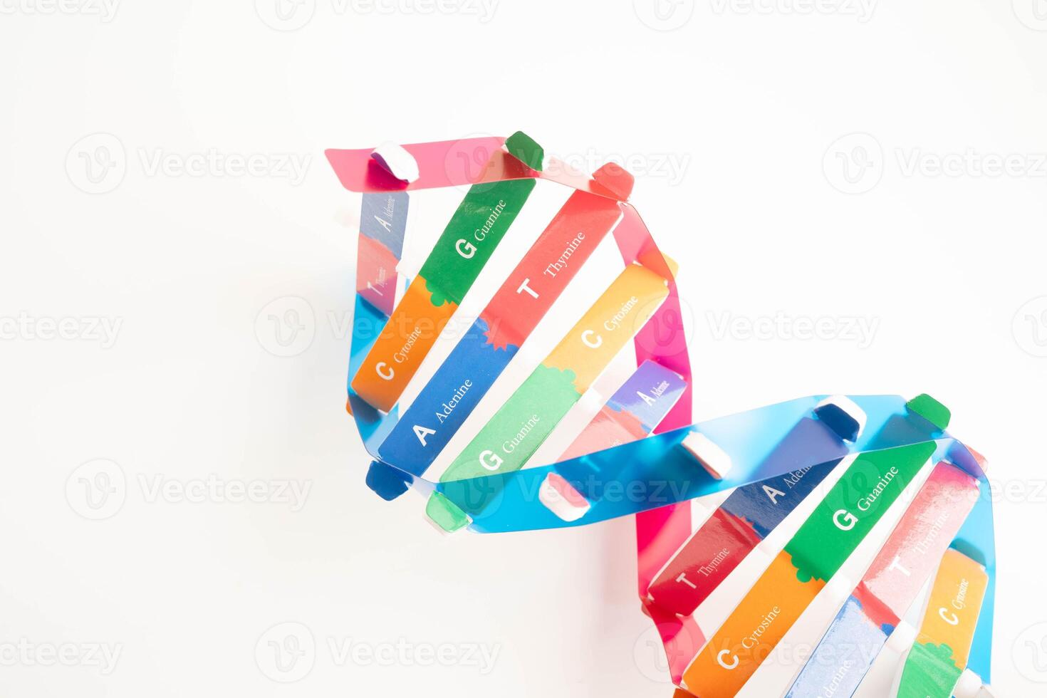 DNA molecule spiral structure model isolated on white background, chromosome and gene chemical science biology. photo
