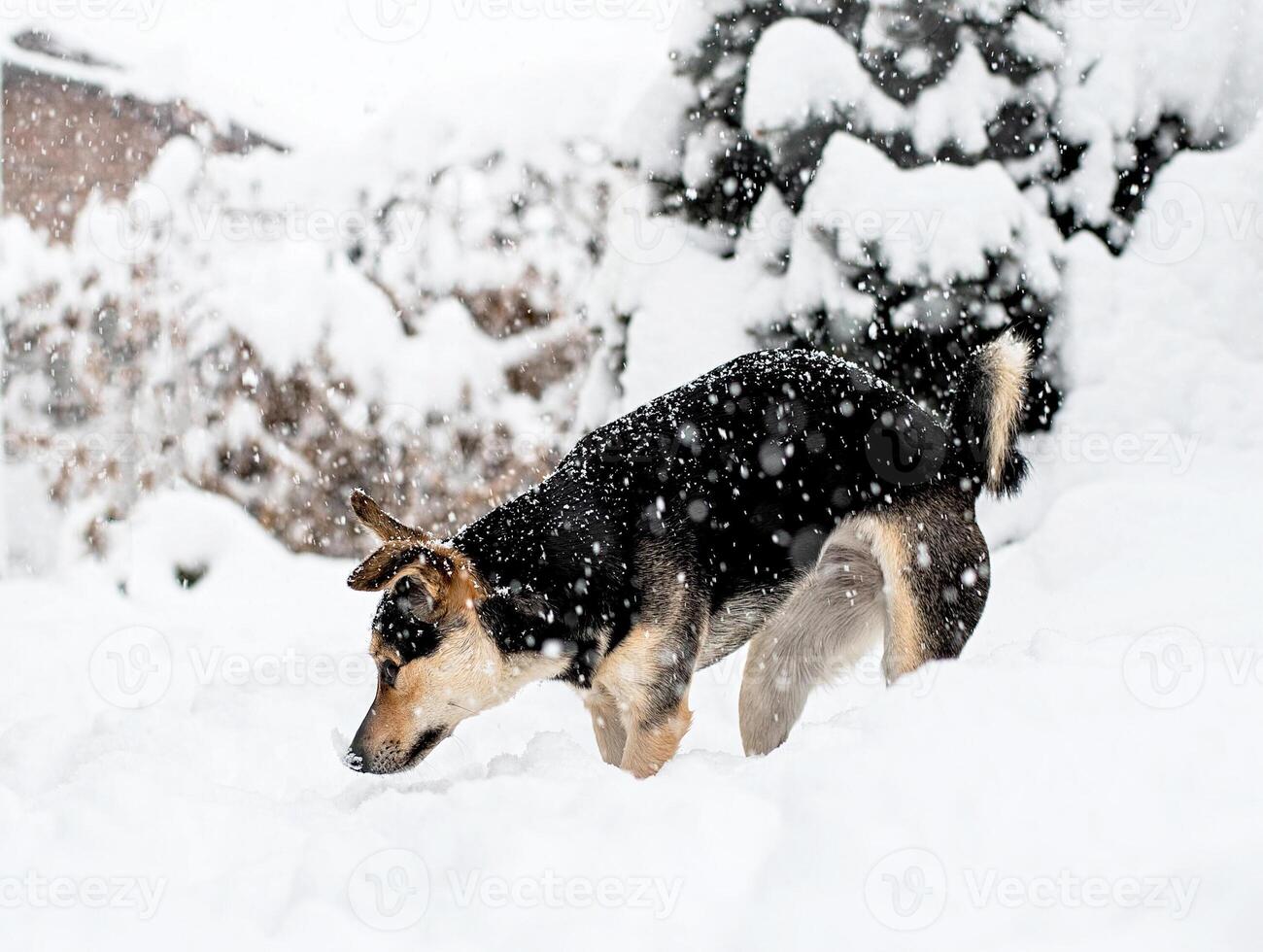 Adorable mixed breed dog playing in the snow in the backyard photo