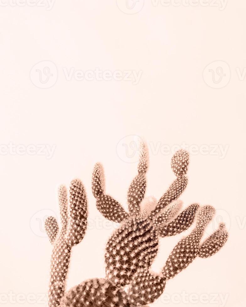 Mocha Mousse - color of the year 2025. Closeup of cactus , Minimal floral composition photo