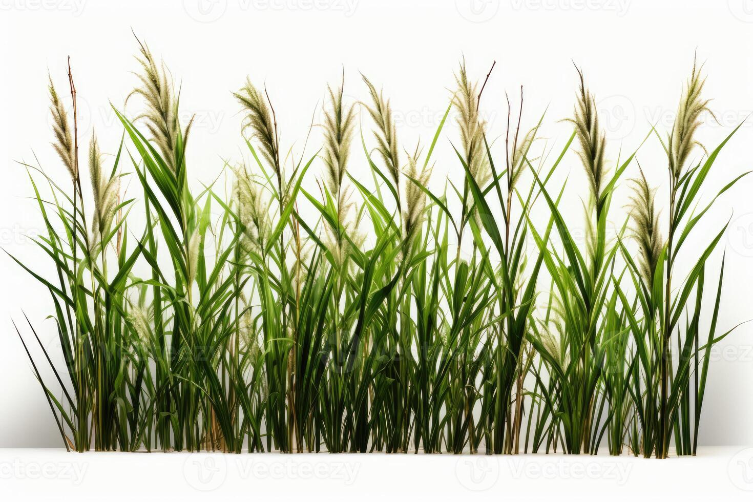A group of tall grasses on a white background photo