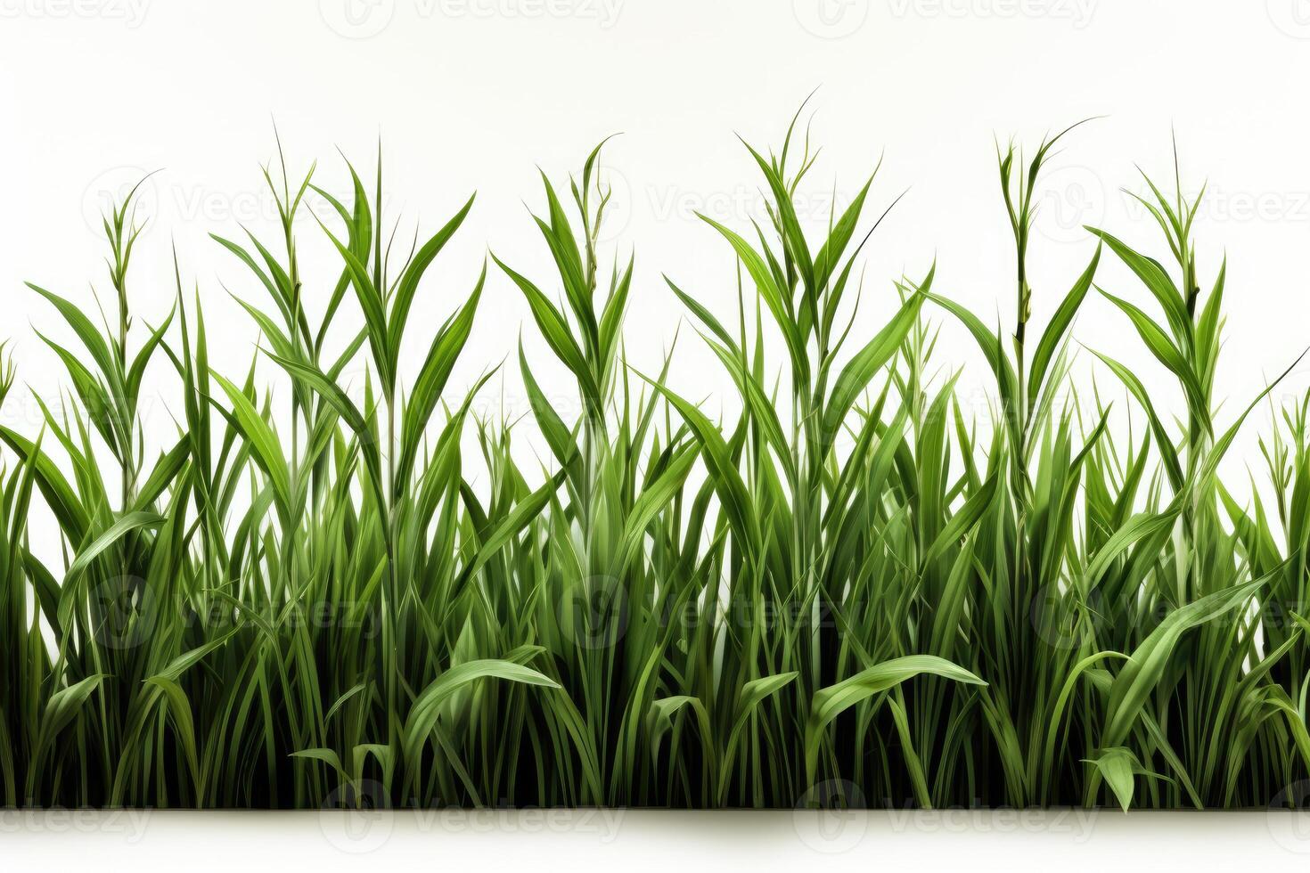 A green grass field with a white background photo