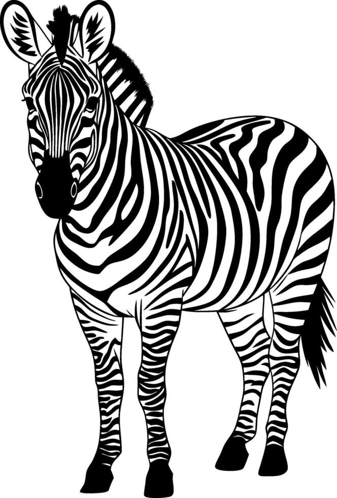 Elegant Zebra Illustration African Wildlife Art Black and White Stripes vector